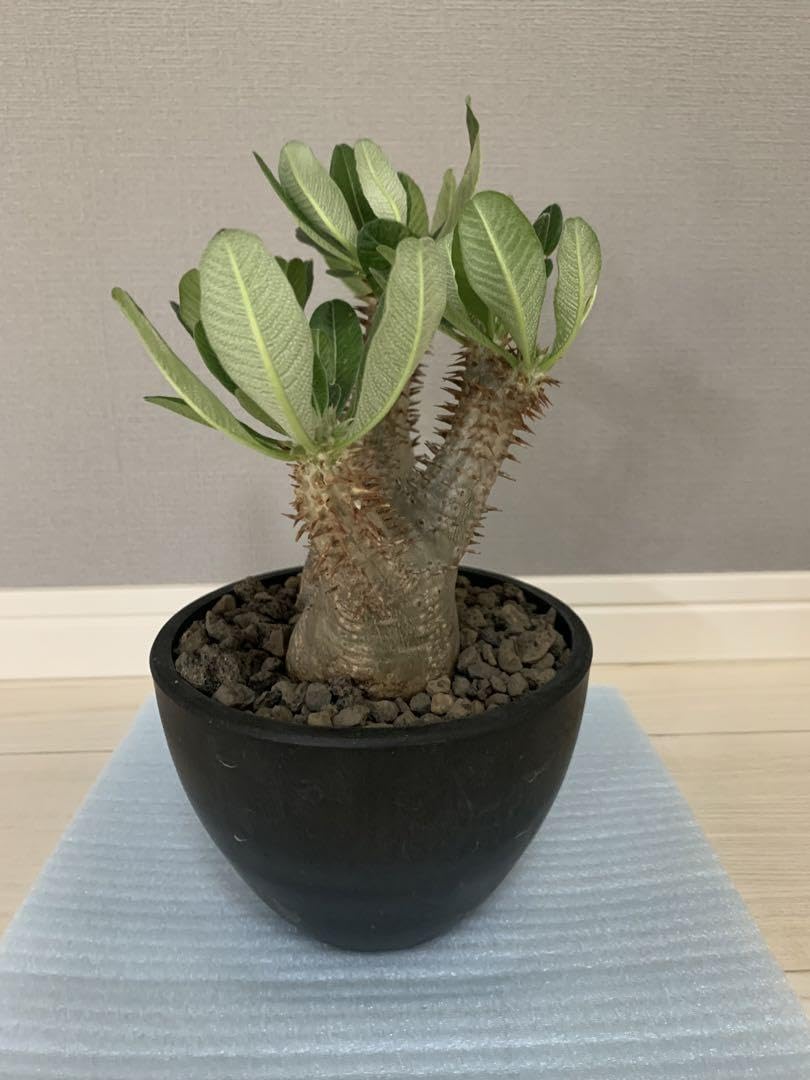 ホロンベンセ 現地球 発根済 塊根植物 ダブルヘッド 2頭 ホロンベンセ 現地球 発根済 塊根植物 ダブルヘッド 2頭